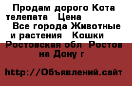  Продам дорого Кота-телепата › Цена ­ 4 500 000 - Все города Животные и растения » Кошки   . Ростовская обл.,Ростов-на-Дону г.